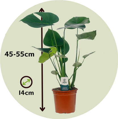 Costilla De Adán - Monstera Deliciosa - Altura 45-55cm - ⌀14cm_2