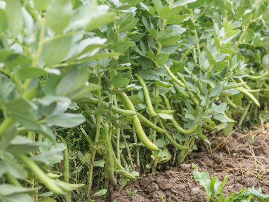 Semillas Haba Superaguadulce Ecológicas