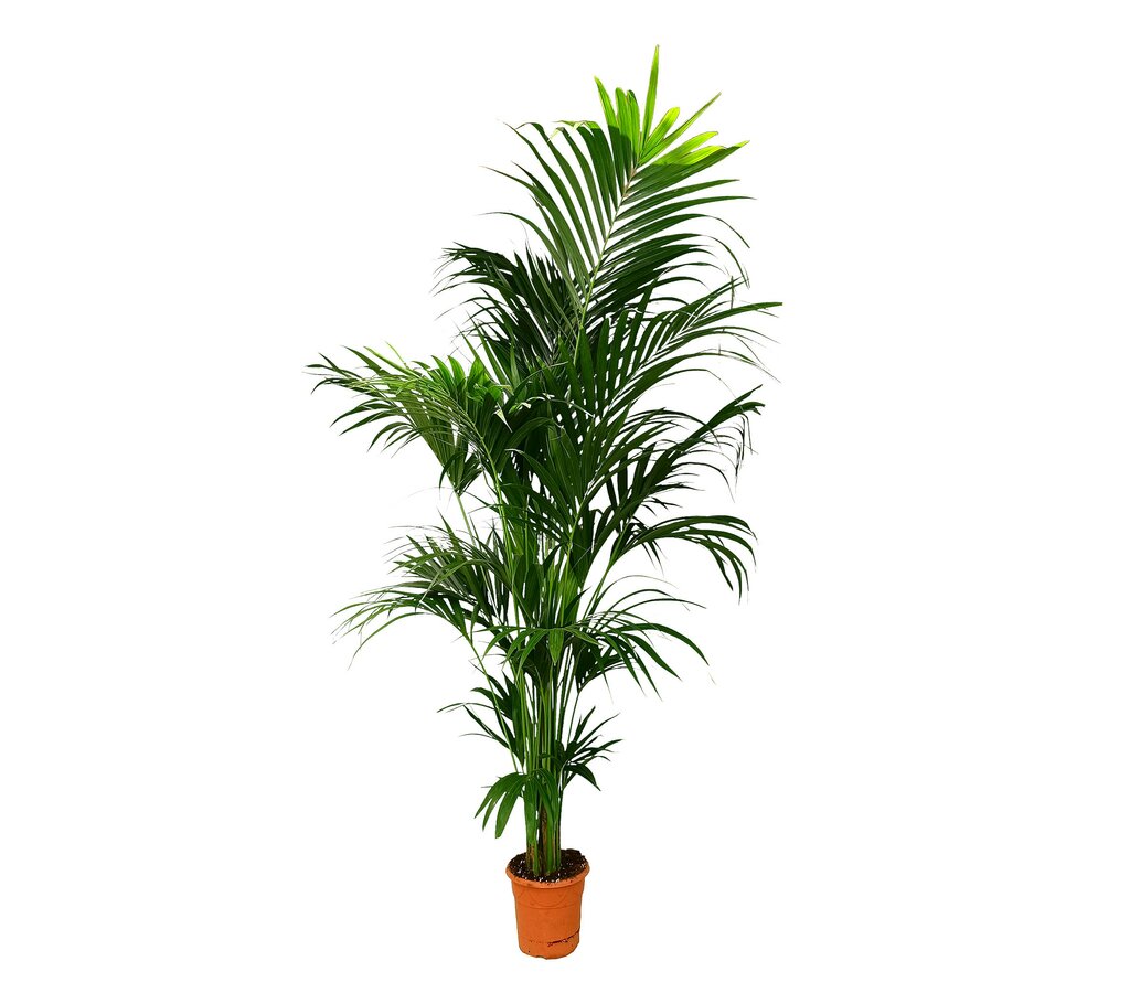Kentia Forsteriana 5pp M24 200-220cm_0
