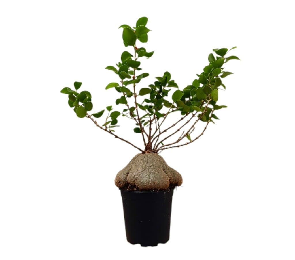 Hydnophytum Papuanum M21 (planta Hormiguero O Planta Laberinto)_0