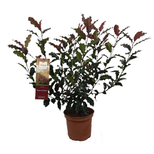 Photinia Magical Volcano 60/70 5l M22_0