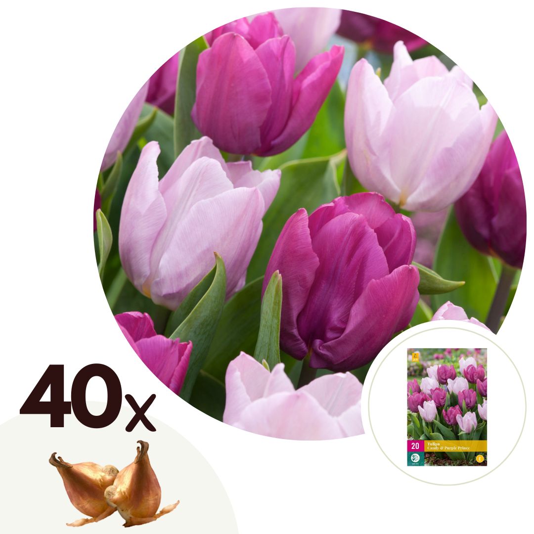 Bulbos De Tulipán - 40 Pzs - Tulipa 'prince Mix' - Bulbos De Flores - Púrpura_0