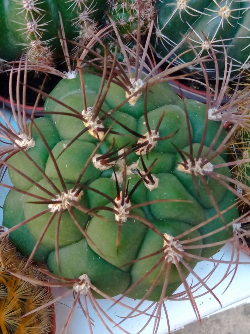 Gymnocalycium Saglionis Cactus Ø5 Cm Planta De Sol_0
