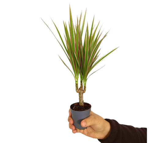 Dracena Marginata Bicolor M7_0