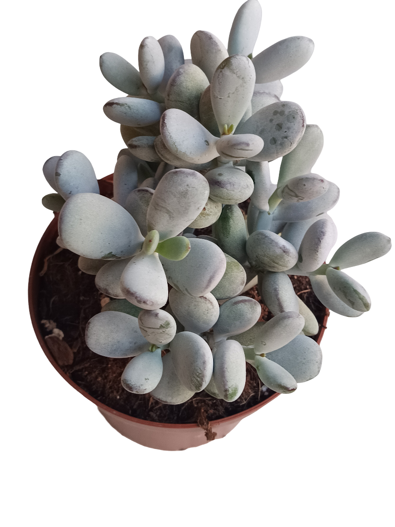 Planta Suculenta Cotyledon Orbiculata Higginsae Ø13_0