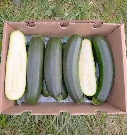 Caja De Calabacín Negro De Temporada Tropitop Caja De 4kg_2