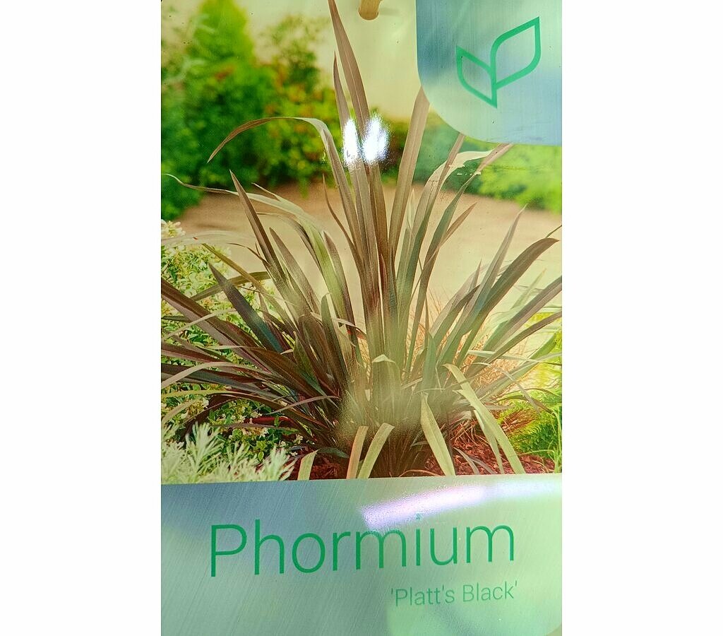 Phormium Platt's Black M20 70-90cm_1