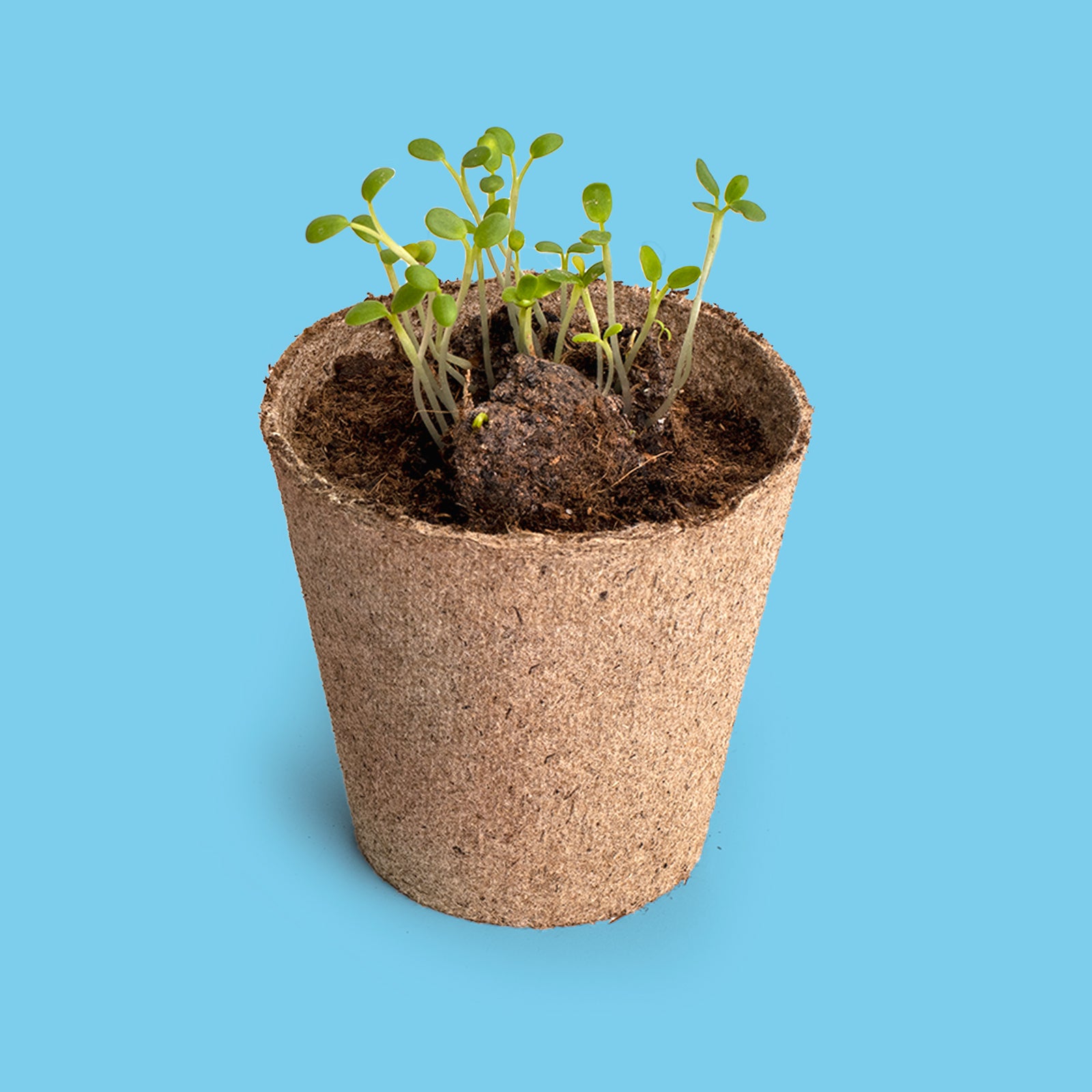 Salvemos a las Abejas – Kit Flores Melíferas con Bomba de Semillas, Regalo Educativo - Resetea_2
