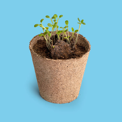 Salvemos a las Abejas – Kit Flores Melíferas con Bomba de Semillas, Regalo Educativo - Resetea_2