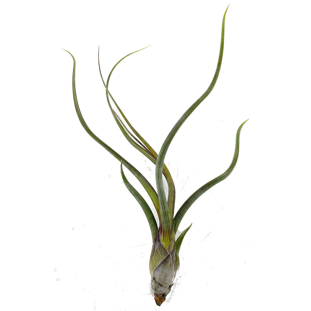 Tillandsia Pseudobailei 20cm Alto X 13cm Ancho_0