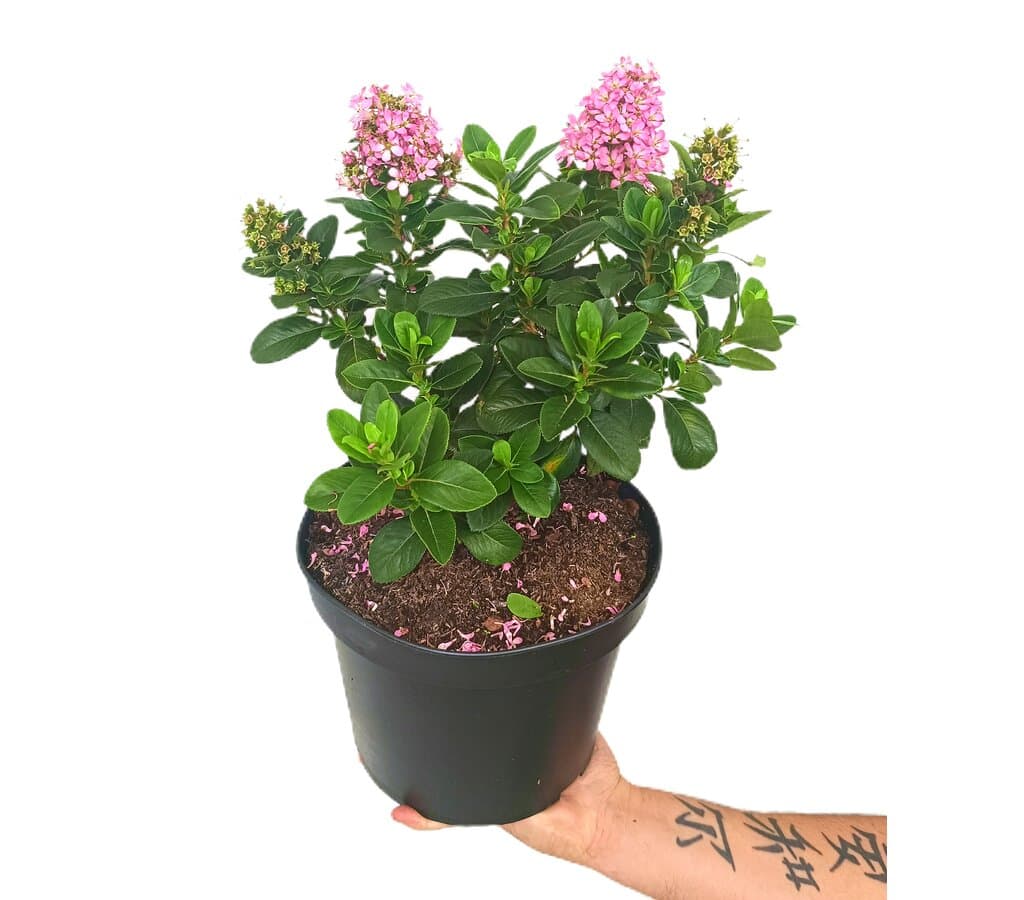 Escallonia Laevis Pink Elle M25_0