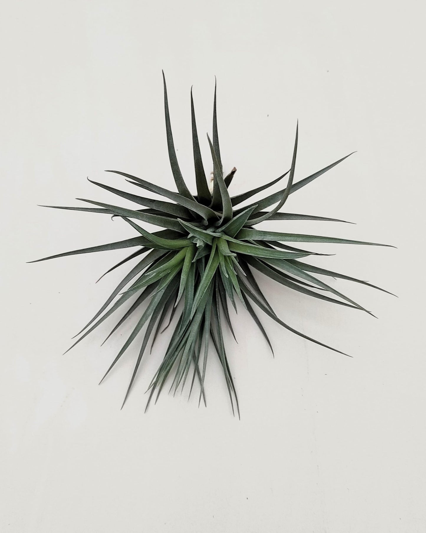 Tillandsia aeranthos 'Negra'; planta del aire negra, burdeos y marrón; Curiosarium; altura 13-15 cm, diámetro 15-18 cm_0