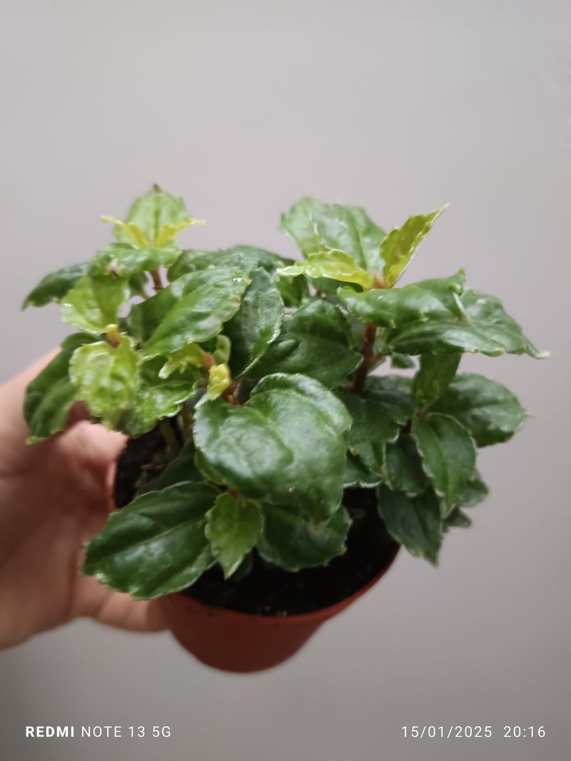 Pilea Cadieri Planta De Interior Ø8 Ideal Terrario_0