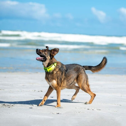 Collar Para Perro Grande, Modelo Padded De Rogz Amarillo. Talla Xl (39-64kg)_1