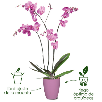 Vaso para orquídea Bruxelas High Elho branco