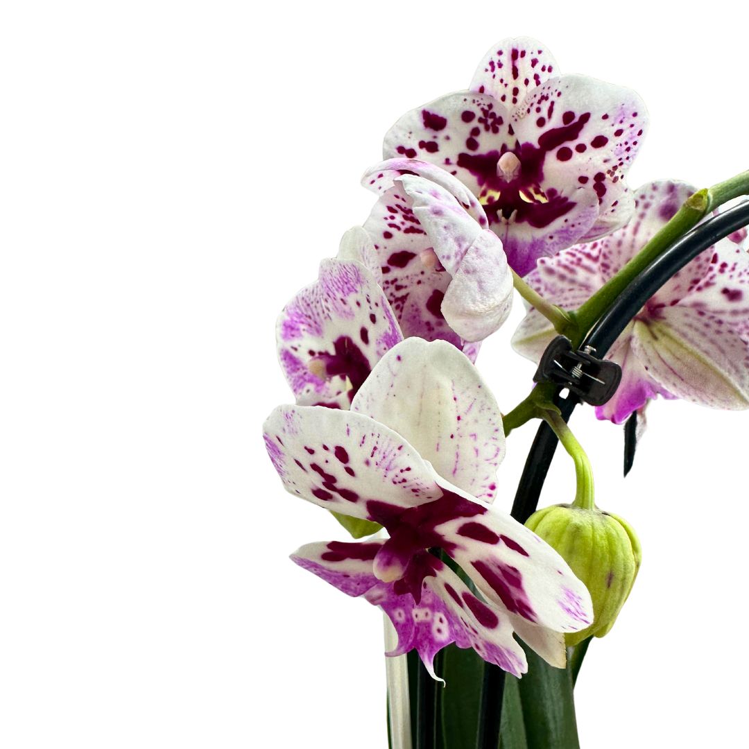 Orquídea Arco O Phalaenopsis Arco Las Reinas De La Decoración De Interior_1