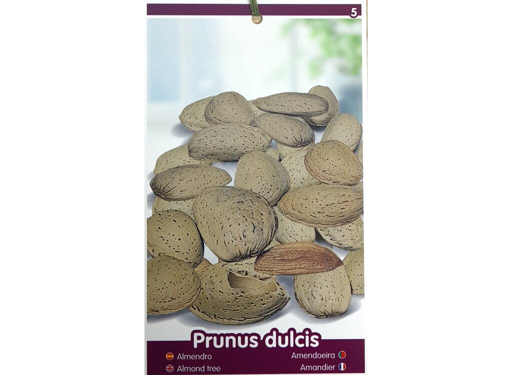 Almendro Mollar M25 100cm_1
