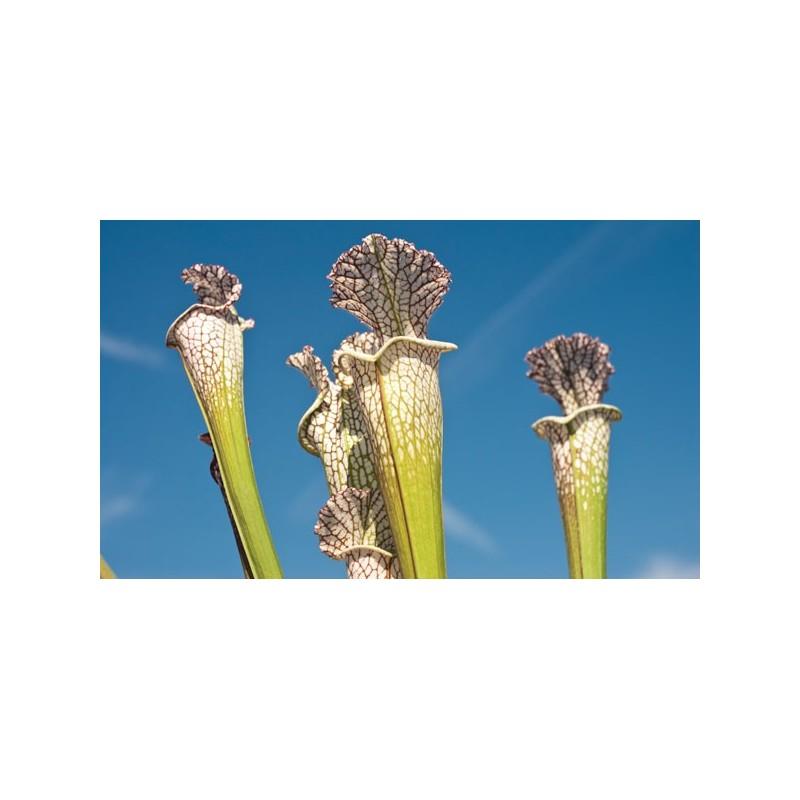 Sementes de plantas carnívoras Sarracenia leucophylla