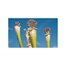 Sementes de plantas carnívoras Sarracenia leucophylla