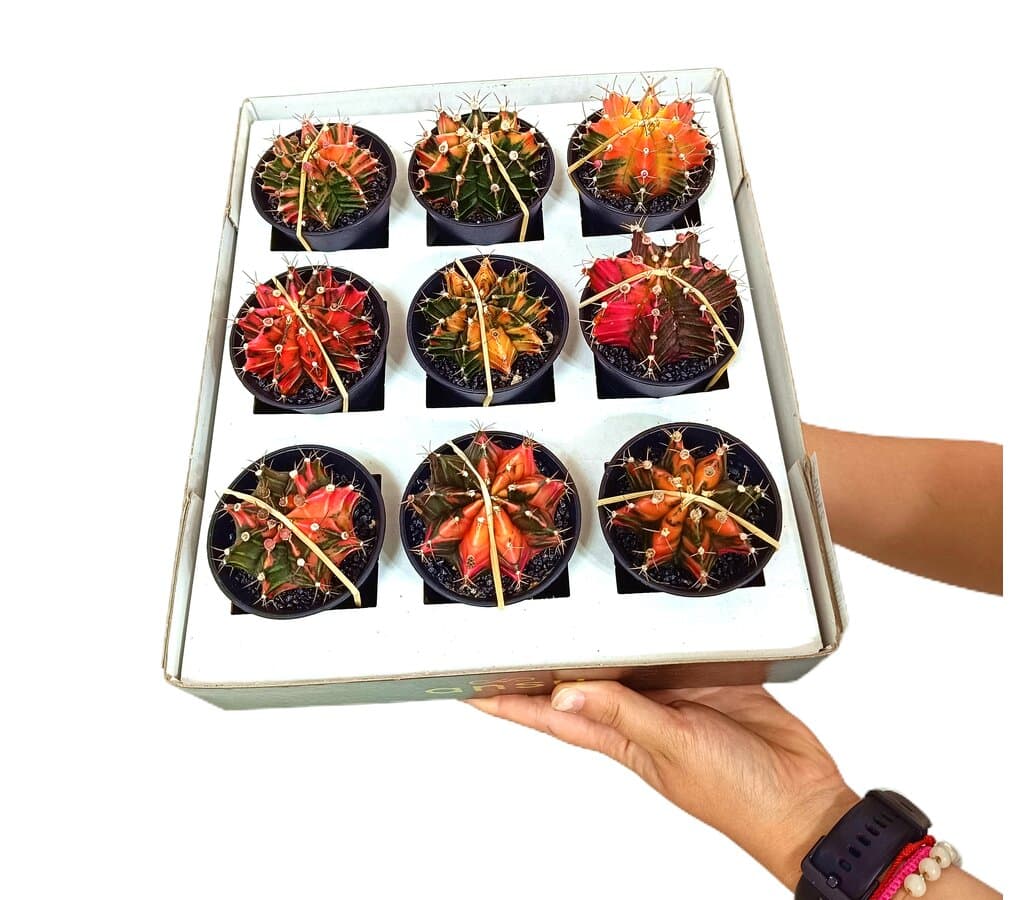 Gymnocalycium Variegata Extra M6 (unidad)_0