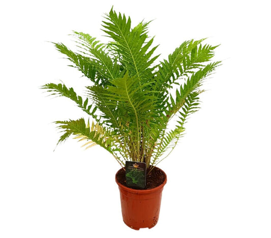 Blechnum Silver Lady M17 50cm_0