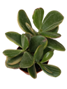 Crassula Ovata Striata Planta Suculenta Da Sorte Ø5