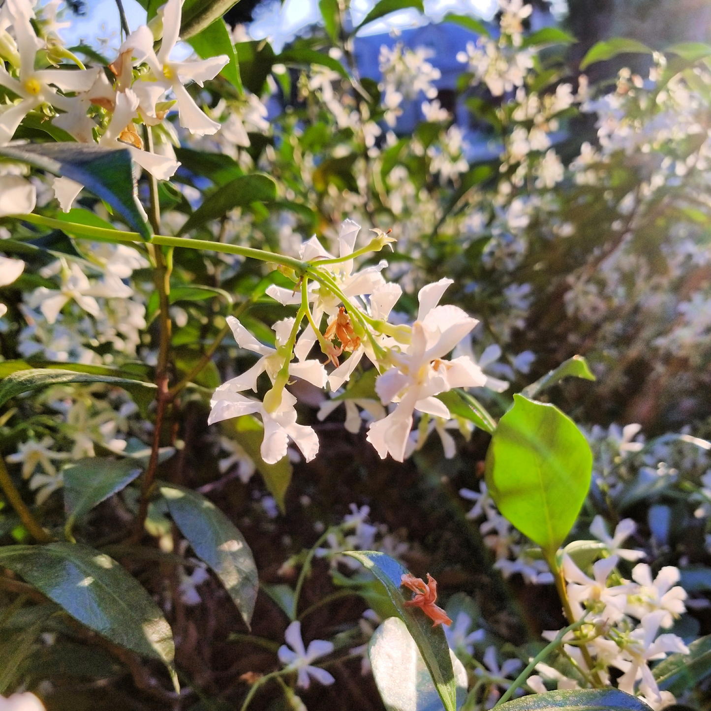 Jazmín Estrellado - 2 Pzs - Trachelospermum Jasminoides - A110-120cm - ⌀17cm_1