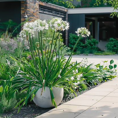 Lirio Africano - Agapanthus 'superb White' - Altura 55-70cm - ⌀17cm_4