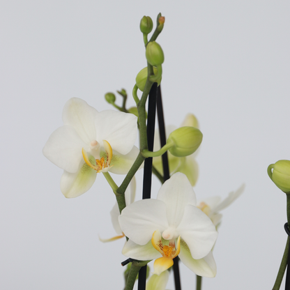 Orquídea Mariposa - Phalaenopsis Multiflora Con Cesta - Altura 35-45cm - ⌀12cm_3