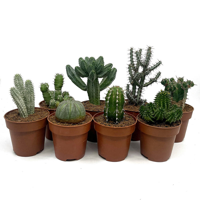 Colección 8 Euphorbias M8,5 cm Ø Cactus Y Suculentas_0