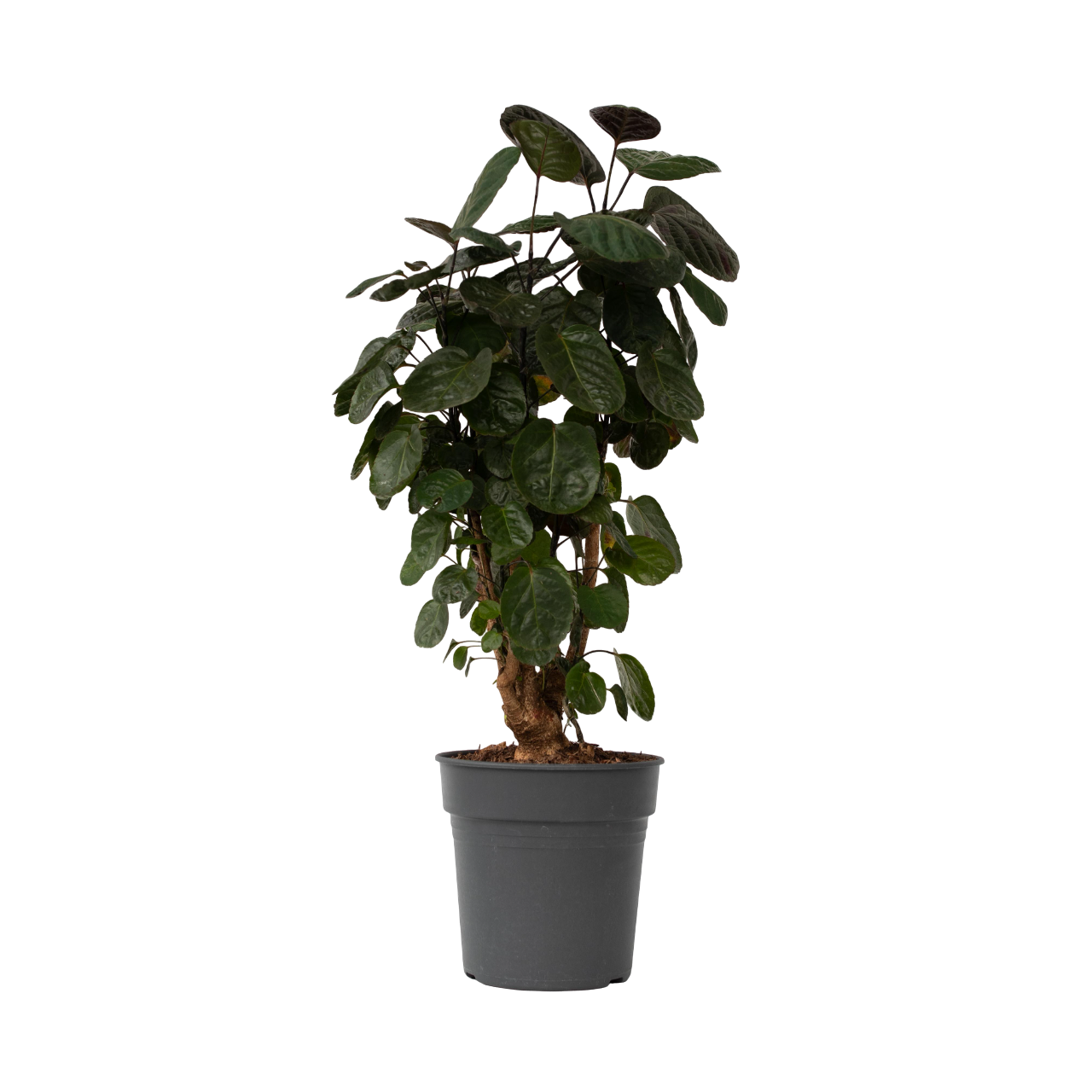 Aràlia De Fabian - Polyscias 'fabian' - Altura 80-85cm - ⌀21cm_0