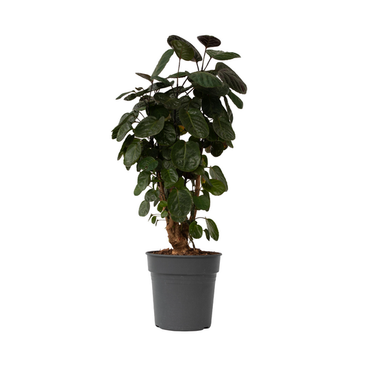 Aràlia De Fabian - Polyscias 'fabian' - Altura 80-85cm - ⌀21cm_0