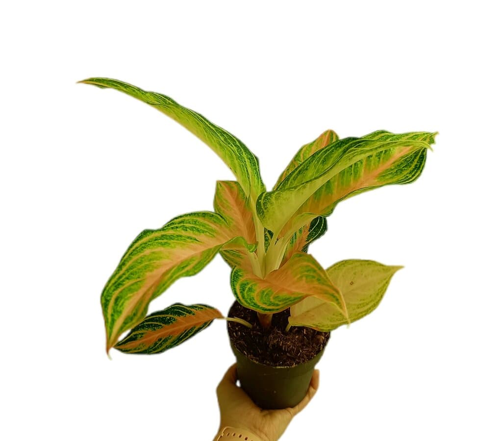 Aglaonema Eyecatcher M12_0