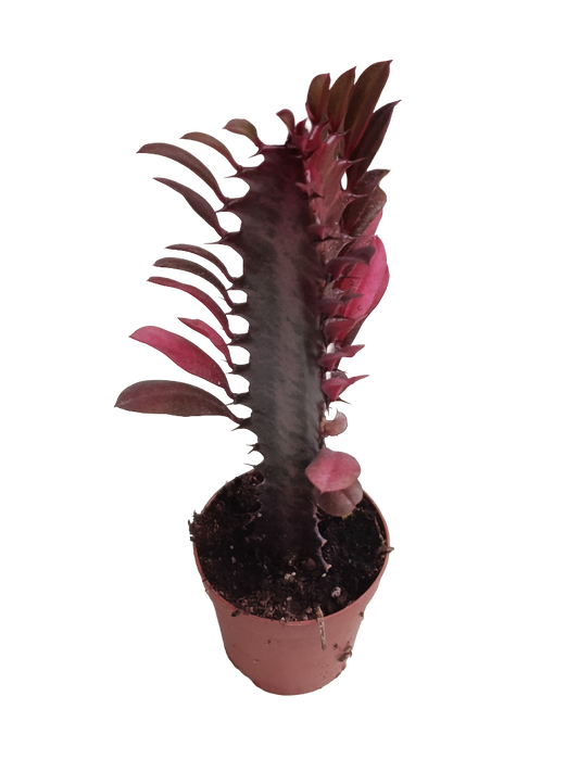 Euphorbia Trigona Rubra Roja Plantas 5 Cm - 1 Unidad_0