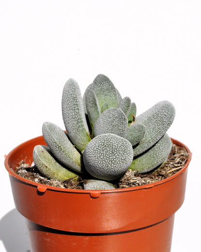 Crassula Tecta; Planta Suculenta camuflada, Planta De Colección; Curiosarium; Diámetro Maceta 10,5 Cm_3