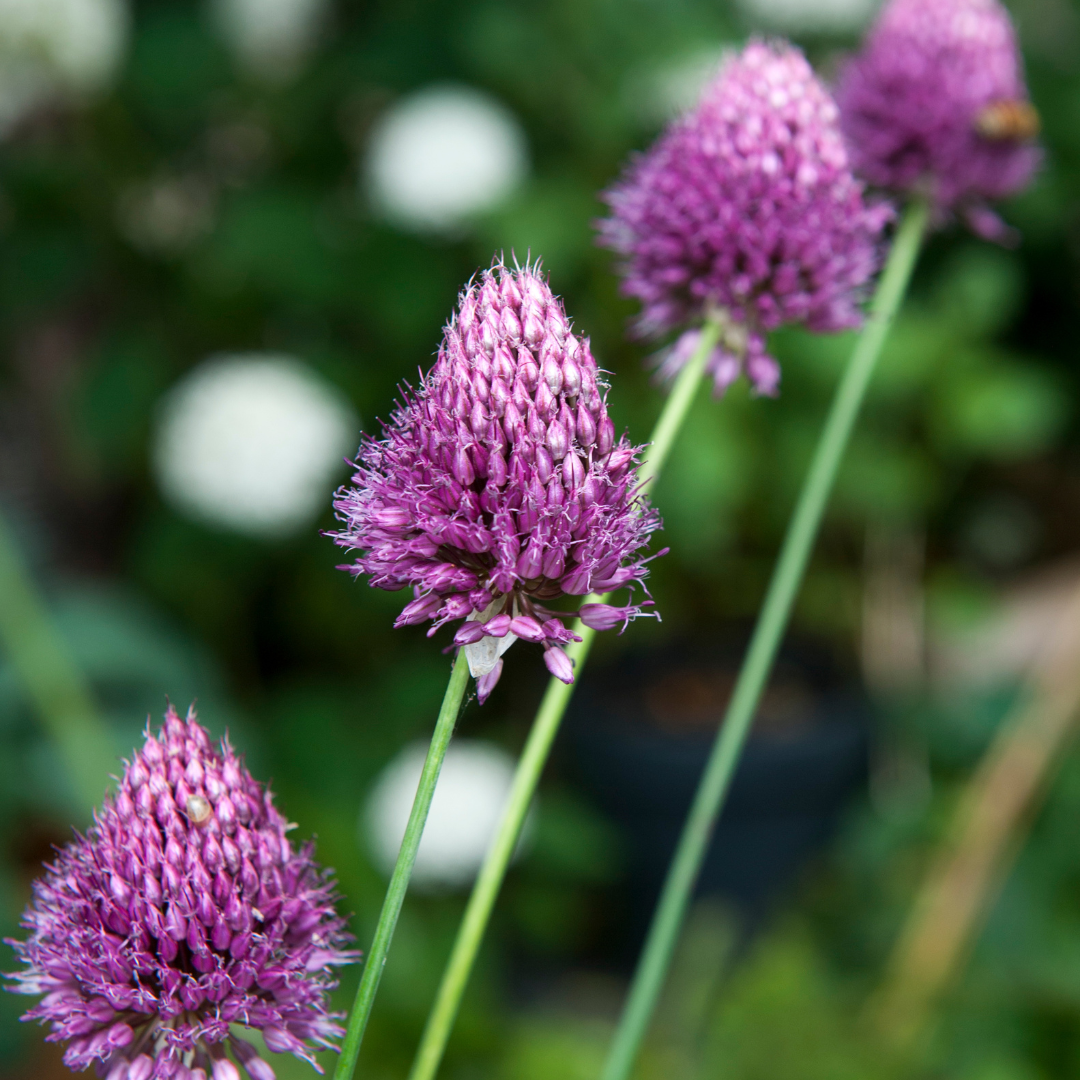 Ajo De Cigüeña - 100 Pzs - Allium 'sphaerocephalon' - Bulbos De Flores_1