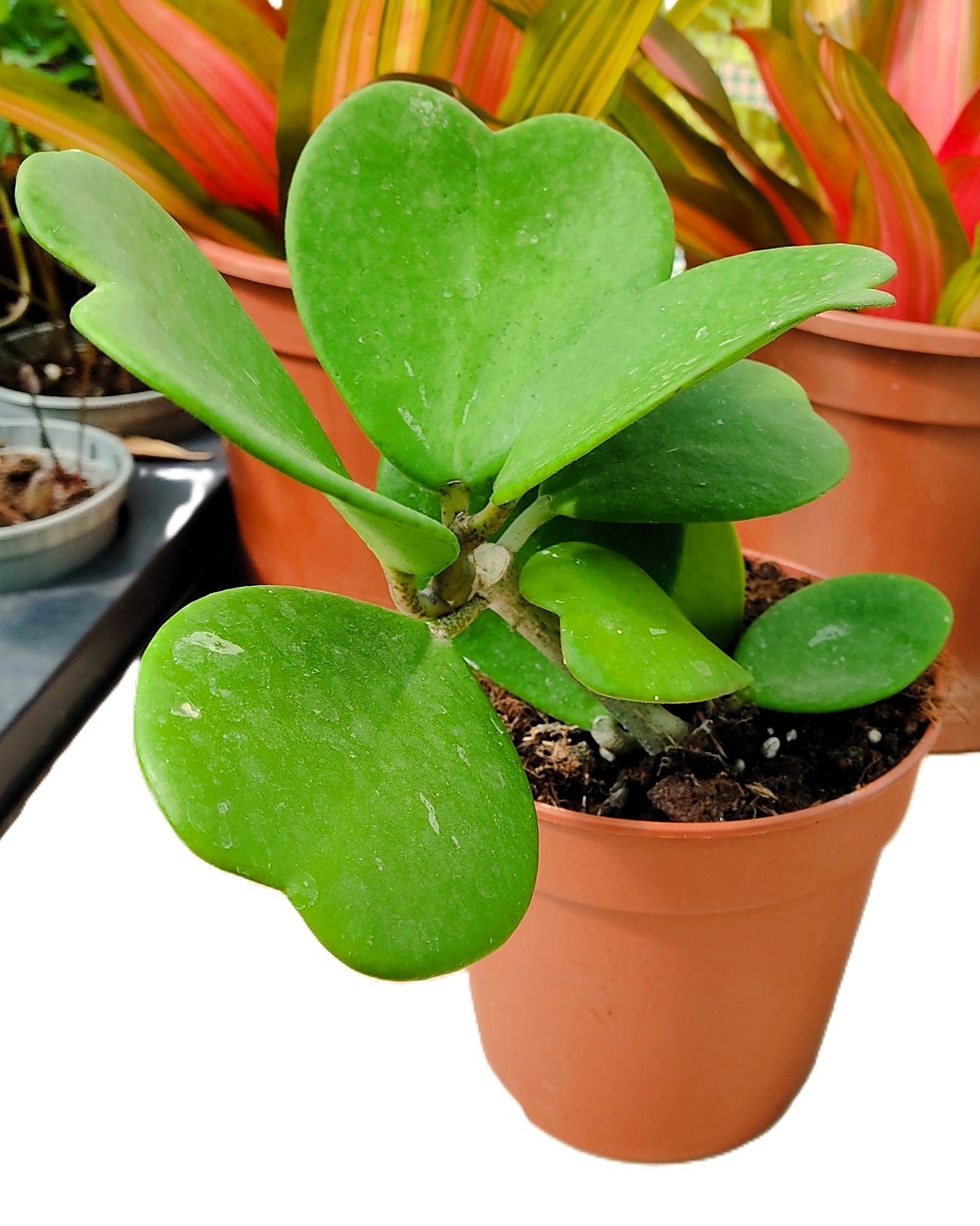 Hoya Kerrii [enredadera] (planta Corazón Enredadera); Planta Con Hojas Acorazonadas; Curiosarium; Diámetro Maceta 12 Cm_1