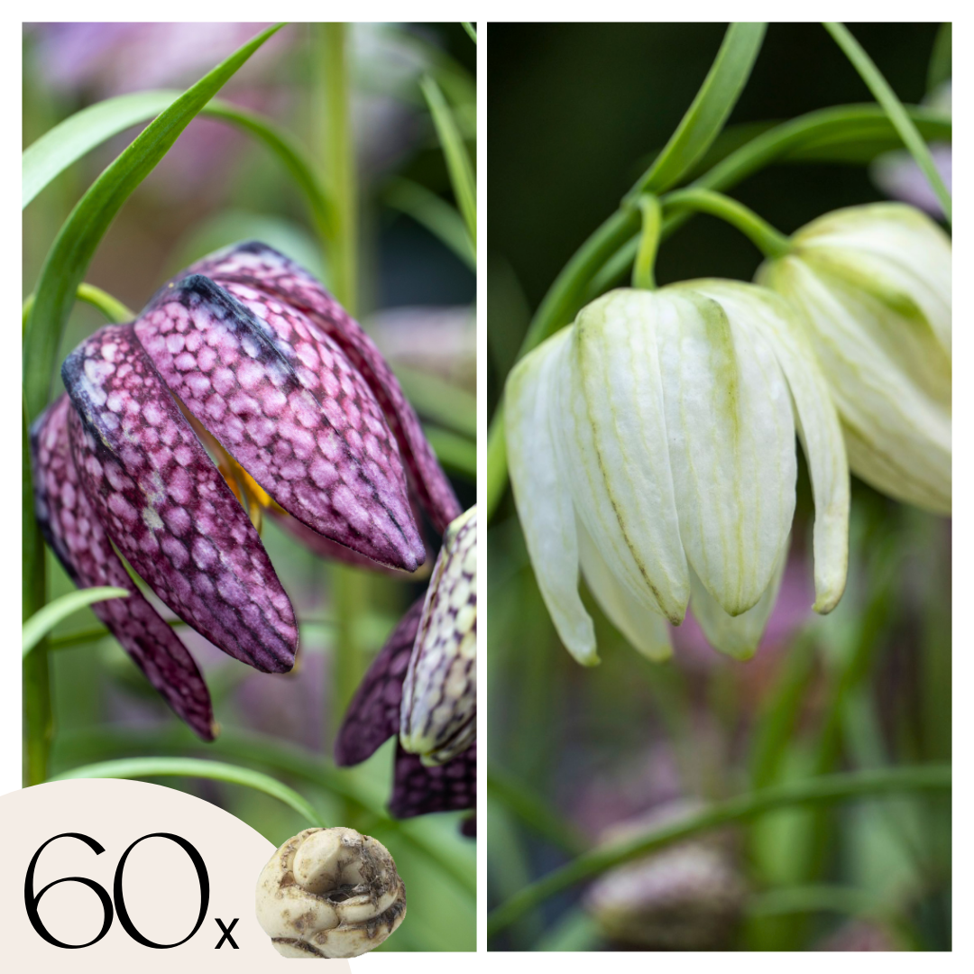 Tablero De Damas - 60 Pzs - Fritillaria 'meleagris' - Bulbos De Flores_0