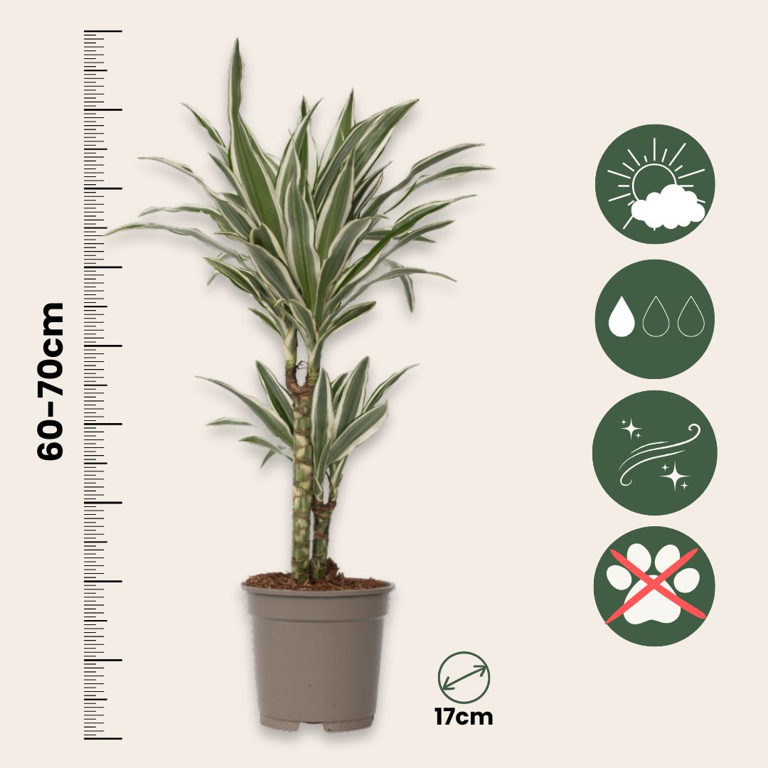 Drácena - Dracaena Deremensis 'white Stripe' - Altura 60-70cm - ⌀17cm_2