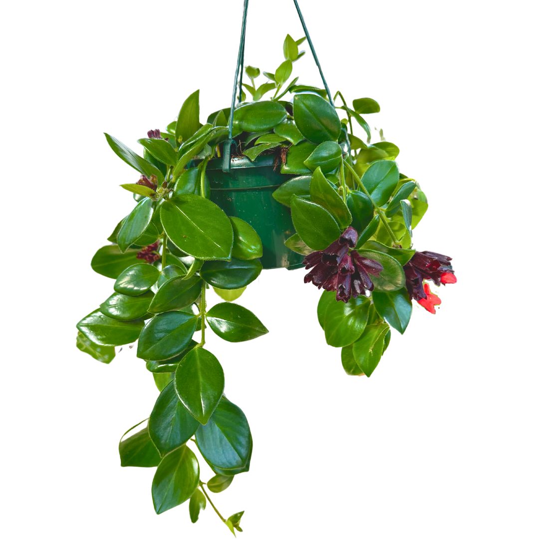 Aeschynanthus O Planta Pintalabios M15_0