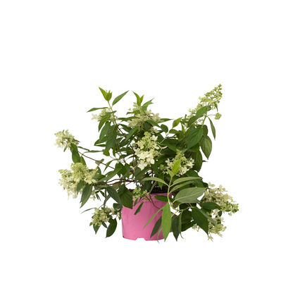 Hortensia - Hydrangea Paniculata 'confetti' - Altura 25-40cm - ⌀19cm_0