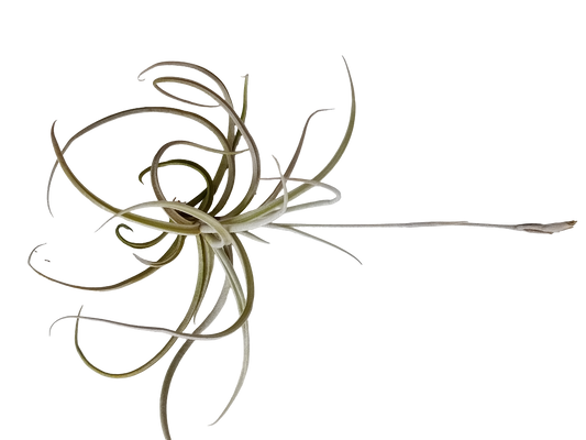 Tillandsia Caliginosa Planta Natural Clavel Del Aire 5-7 Cms_0