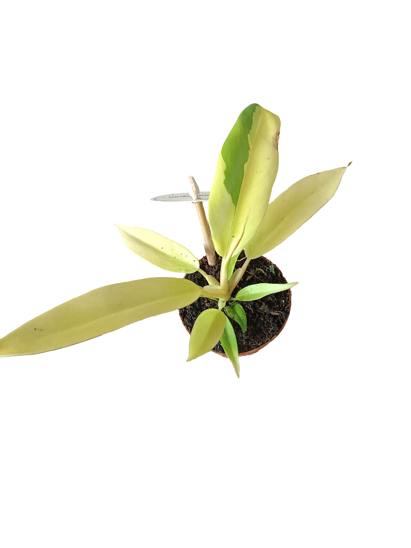 Philodendron Posible Golden Planta De Interior Ø6_0