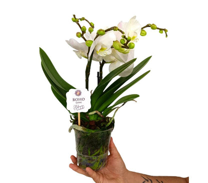 Phalaenopsis Boho Blanca M12 45cm_2