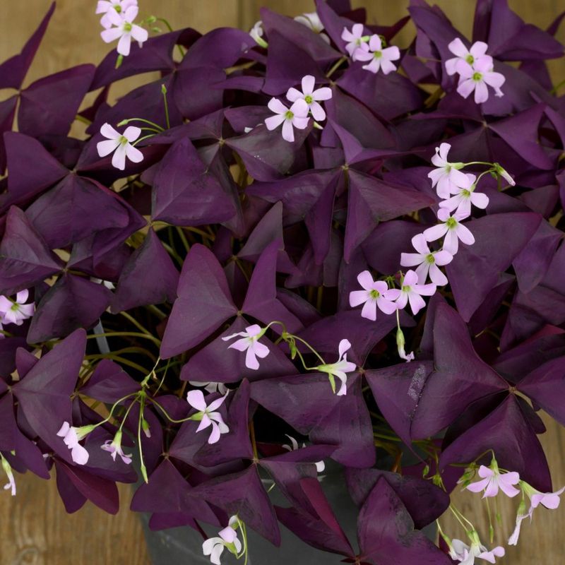 Lot 10 Bulbos Oxalis Burgundy Wine Planta Mariposa_0