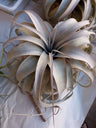 Tillandsia Xerographica L Cms