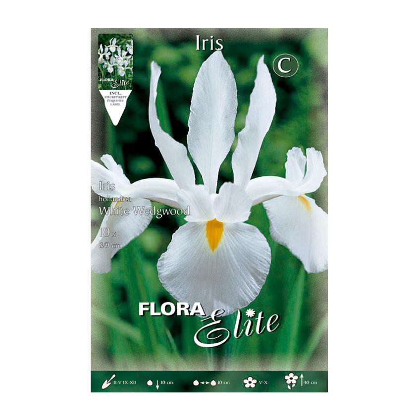Elite White Holland Iris Bolbos 10 unidades