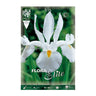 Elite White Holland Iris Bolbos 10 unidades