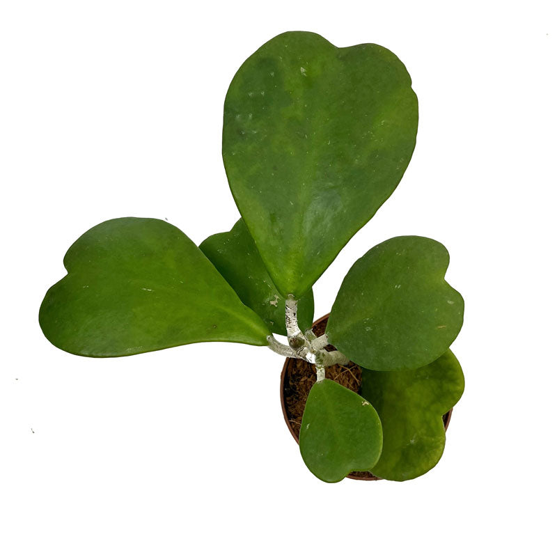Hoya Kerrii Planta Corazon Cactus Y Suculentas_1