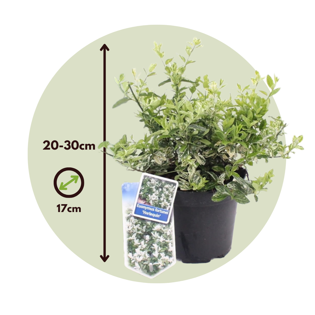 Bonetero - 4 Pzs - Euonymus 'harlequin' - Altura 20-30cm - ⌀17cm_2